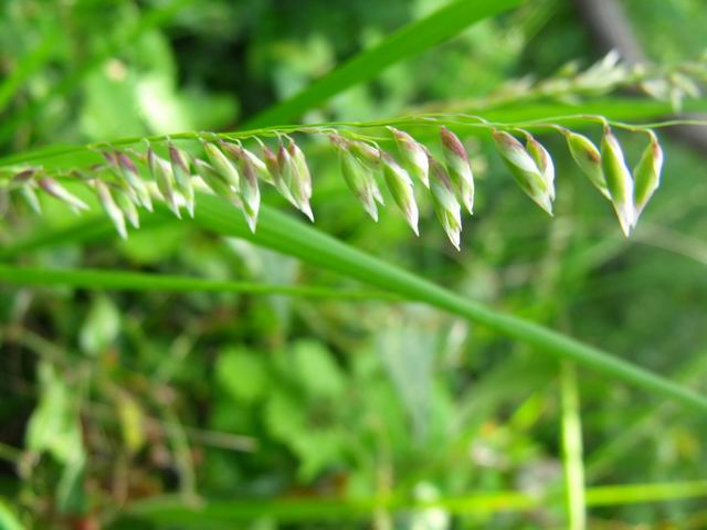 Melica minuta / Melica minuta